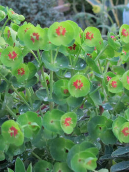A Euphorbia 'Baby Charm' 6" Pot with red flowers and leaves.