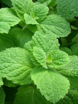 Apple Mint @ Hello Hello Plants