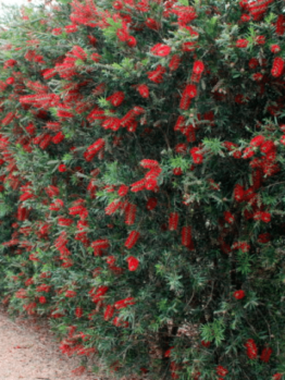A tall hedge of Callistemon 'Slim™' Bottle Brush features dense green foliage and abundant bright red, brush-like flowers, creating a striking border along a gravel path.