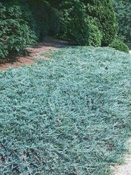 A driveway with a Juniperus 'Blue Rug' Conifer 6" Pot hedge in front of it.