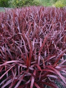 A Cordyline 'Cabernet' 7" Pot with red leaves in a garden.