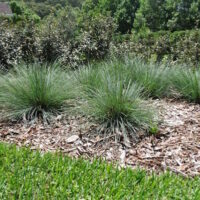 Lomandra 'Crackerjack™' 6" Pot