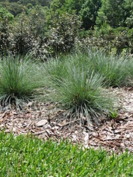 Lomandra 'Crackerjack™'
