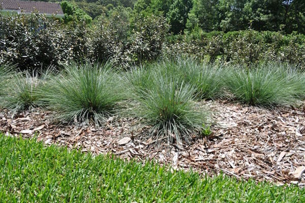 Lomandra 'Crackerjack™'