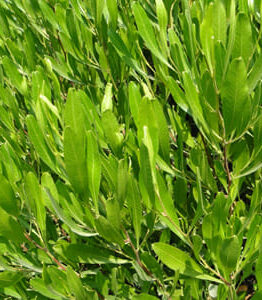 Lush green leaves of a dense Dodonaea 'Green Hop Bush' 6" Pot shrub, highlighted by bright sunlight, with a focus on leaf textures.