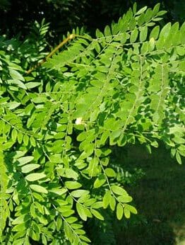 A Gleditsia 'Elegantissima' 16" Pot tree with green leaves in a grassy area.