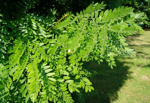 A Gleditsia 'Elegantissima' 16" Pot tree with green leaves in a grassy area.