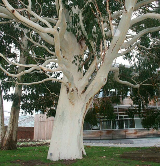 A large Eucalyptus 'Wallangarra White Gum' with smooth, pale bark and spreading branches stands on a grassy area near a modern building with glass windows.