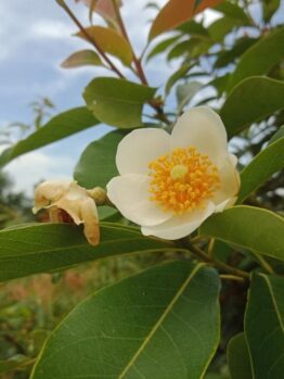 Gordonia yunnanense Silk Screen fried egg plant white flowers yellow stamens in centre evergreen goliage