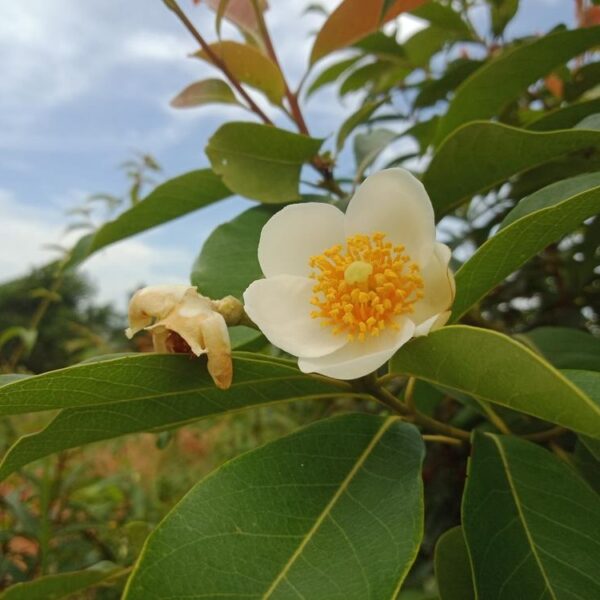 Gordonia yunnanense Silk Screen fried egg plant white flowers yellow stamens in centre evergreen goliage
