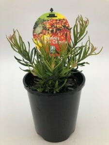 Grevillea 'Bonnie Prince Charlie' 6" Pot - Image 3