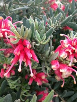 Grevillea 'Jelly Baby' 10" Pot