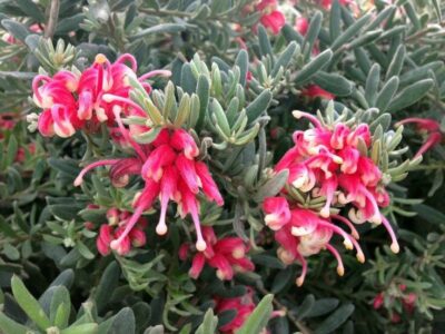 Grevillea 'Jelly Baby' 10" Pot