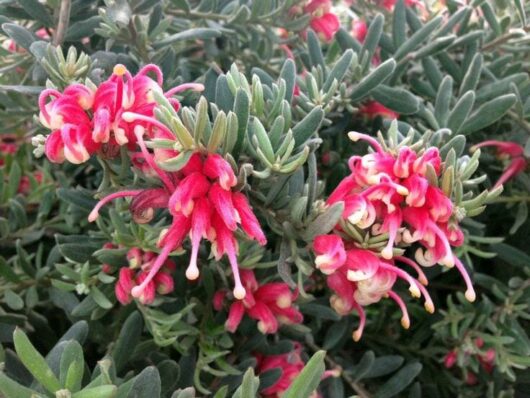 Grevillea 'Jelly Baby' 10" Pot
