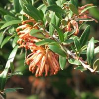 A Grevillea 'Apricot Charm' 6" Pot with orange flowers and green leaves.