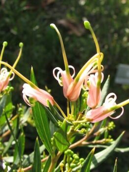 Pink flowers on a Grevillea 'Forest Rambler' 6" Pot plant with green leaves.