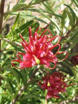 Grevillea 'Gin Gin Gem' 6" Pot flowers on a bush with green leaves.