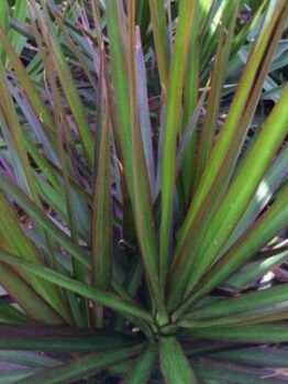 Close-up of long, narrow green leaves with reddish edges radiating from a central point, resembling a spiky plant; Dracaena 'Black Knight' 8" Pot.
