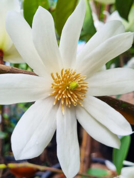 Hello Hello Plants Magnolia fairy white