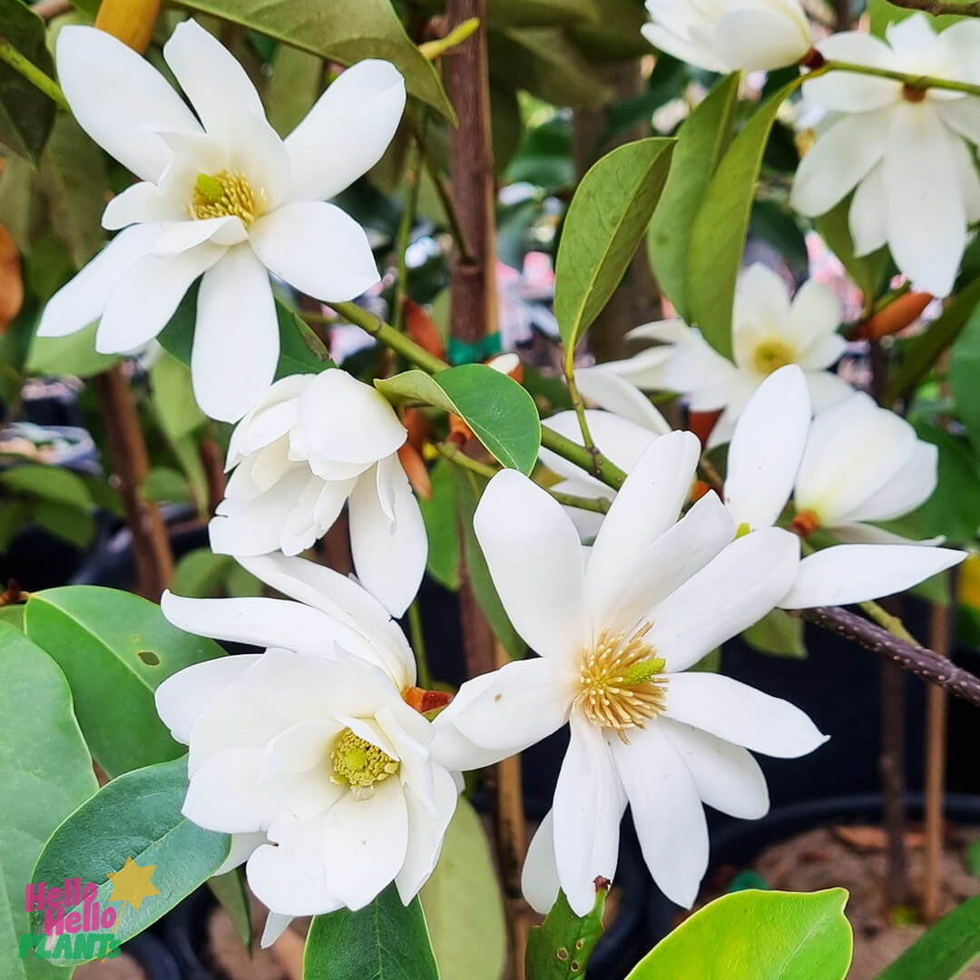 Michelia 'Fairy® White' Magnolia - Image 2