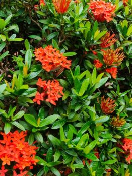 Lush green Ixora 'Prince of Orange' shrub with vibrant orange flowers in bloom, potted in a Ixora 'Prince of Orange' 6" Pot.