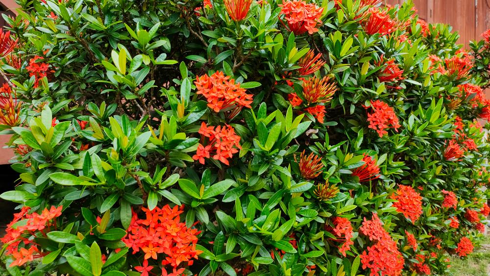 Lush green Ixora 'Prince of Orange' shrub with vibrant orange flowers in bloom, potted in a Ixora 'Prince of Orange' 6" Pot.