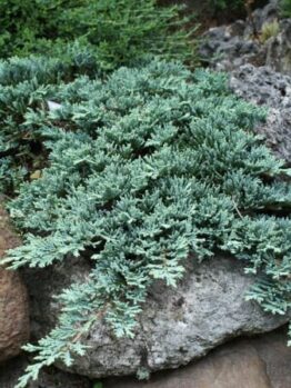 Juniperus 'Icee Blue®' Conifer 6" Pot in a rock garden.
