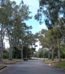 Eucalyptus 'Little Spotty' Gum 6" Pot