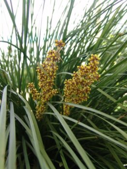 Close-up of a cluster of grass-like leaves with tall, thin, yellow-green flowers emerging from the center in a 6" pot, showcasing the natural beauty of Lomandra 'Nyalla®' 6" Pot.