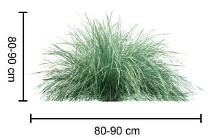 Image showing a dense clump of Lomandra 'Nyalla®' 6" Pot, with dimensions 80-90 cm in both height and width, set perfectly in a 6" pot.