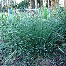 A dense cluster of long, slender green grass blades, likely Lomandra 'Nyalla®' 6" Pot, flourishing outdoors with a blurred background of plants and a structure.
