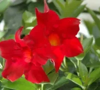 Two vibrant red Mandevilla 'Aloha Forever Red' flowers with yellow centers bloom among green leaves in a 6" pot.