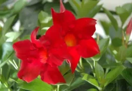 Two vibrant red Mandevilla 'Aloha Forever Red' flowers with yellow centers bloom among green leaves in a 6" pot.