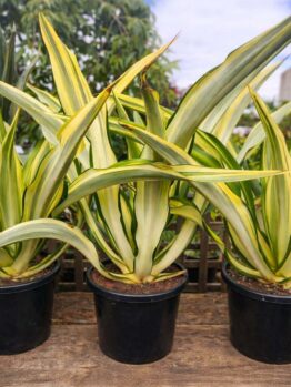 Three Furcraea foetida 'Mauritius Hemp' plants with green and yellow striped leaves sit outdoors on a wooden surface, each in a 7" pot.