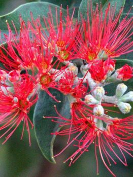 A close-up of the vibrant red flowers with long stamens on a leafy branch, resembling Metrosideros 'NZ Christmas Bush', showcases unopened buds and dark green leaves.
