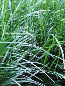 Tall Mondo Grass