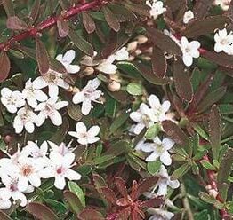 Close-up of a Myoporum 'Purple' 6" Pot, showcasing numerous small white flowers and dark green leaves.