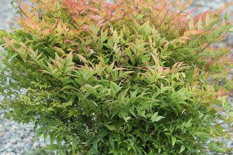 Nandina Moon Bay