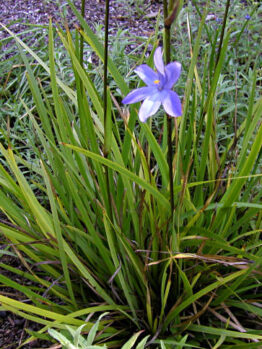 A Orthrosanthus 'Morning Iris/Flag' 6" Pot flower in a garden.