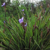 Patersonia 'Purple Flag/Native Iris' 6" Pot flowers are growing in a grassy area.