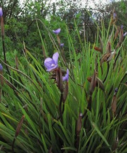 Patersonia 'Purple Flag/Native Iris' 6" Pot flowers are growing in a grassy area.