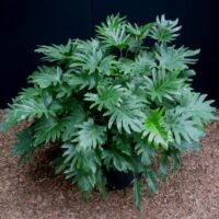 Philodendron 'Xanadu' 12" Pot