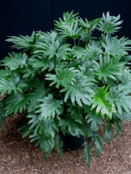Philodendron 'Xanadu'