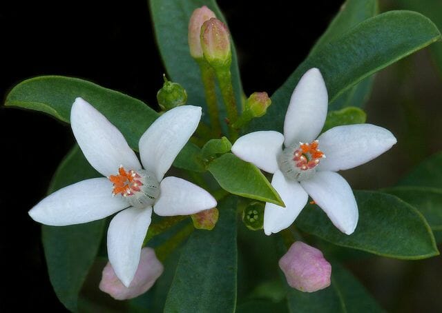 Philotheca 'Flower Girl' Waxflower - Image 3