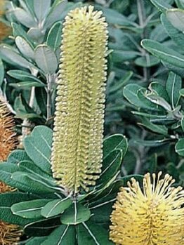 Yellow and orange Banksia 'Roller Coaster' flowers amid green leaves.