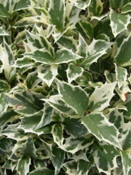 A Osmanthus 'Holly' Variegated 6" Pot with white and green leaves.