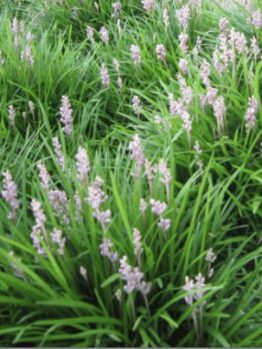 A field of Liriope muscari 'Isabella®' 6" Pot-colored flowers in the grass.