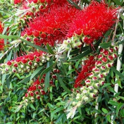 Close-up of Callistemon 'Slim™' Bottle Brush, displaying vibrant red, spiky flowers and green leaves amid lush foliage.