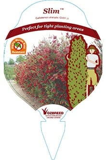 Plant tag displays Callistemon 'Slim™' Bottle Brush, showing its tall, narrow habit in a garden with an illustrated person for scale and text noting its ideal fit for tight planting spaces.