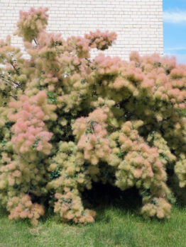 cotinus coggygria smoke bush shrub stunning fluffy flowers young lady shrub
